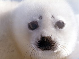 Гренландский тюлень. Фото: с сайта videodive.ru
